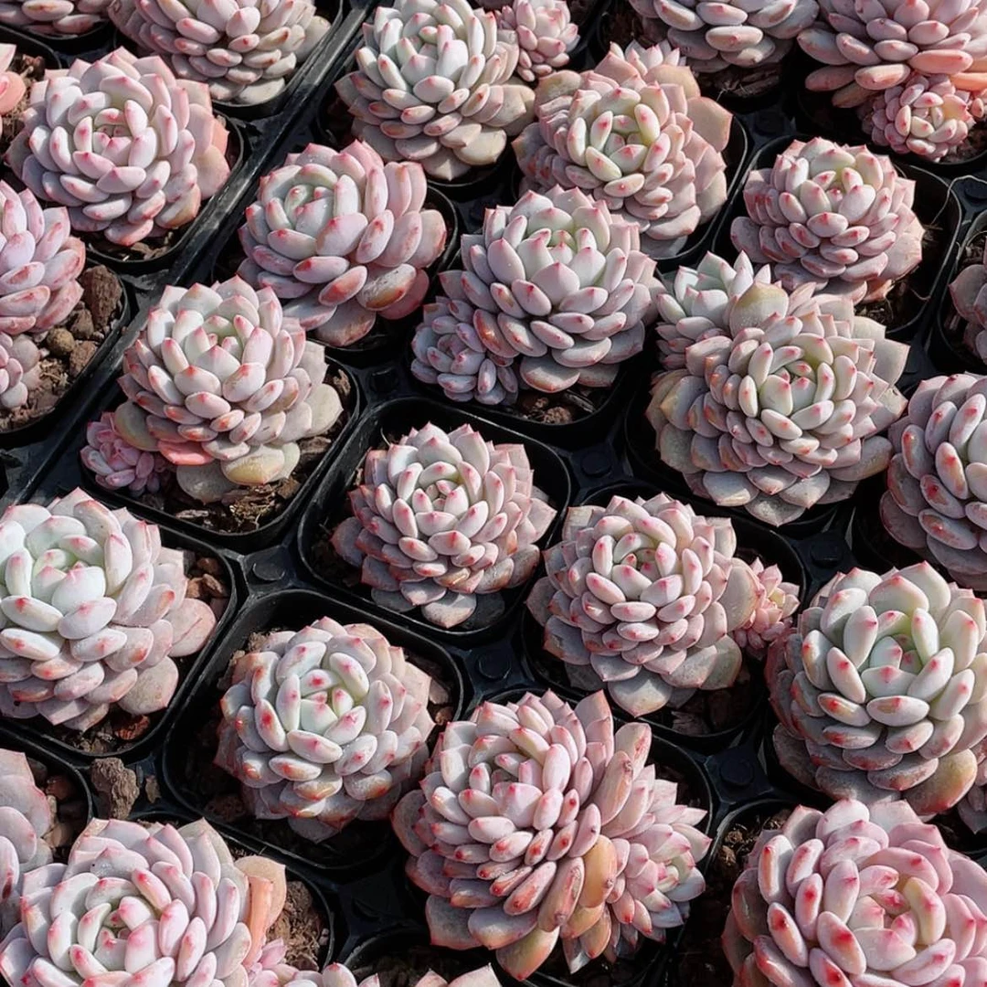 【闪购商品】精品星星橙玉芙蓉