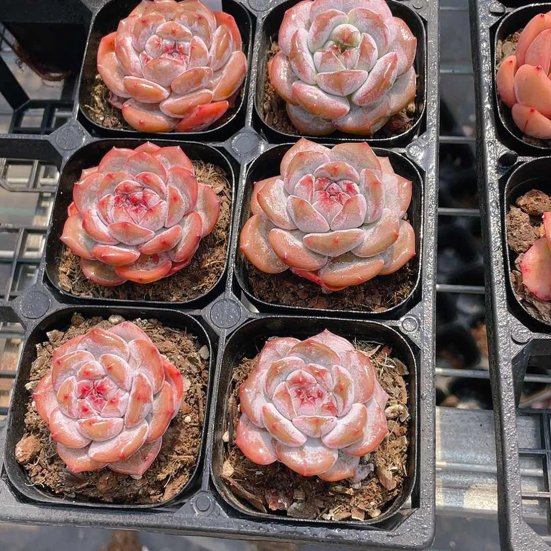 W56号 全状态钻石糖心石榴籽星影三个