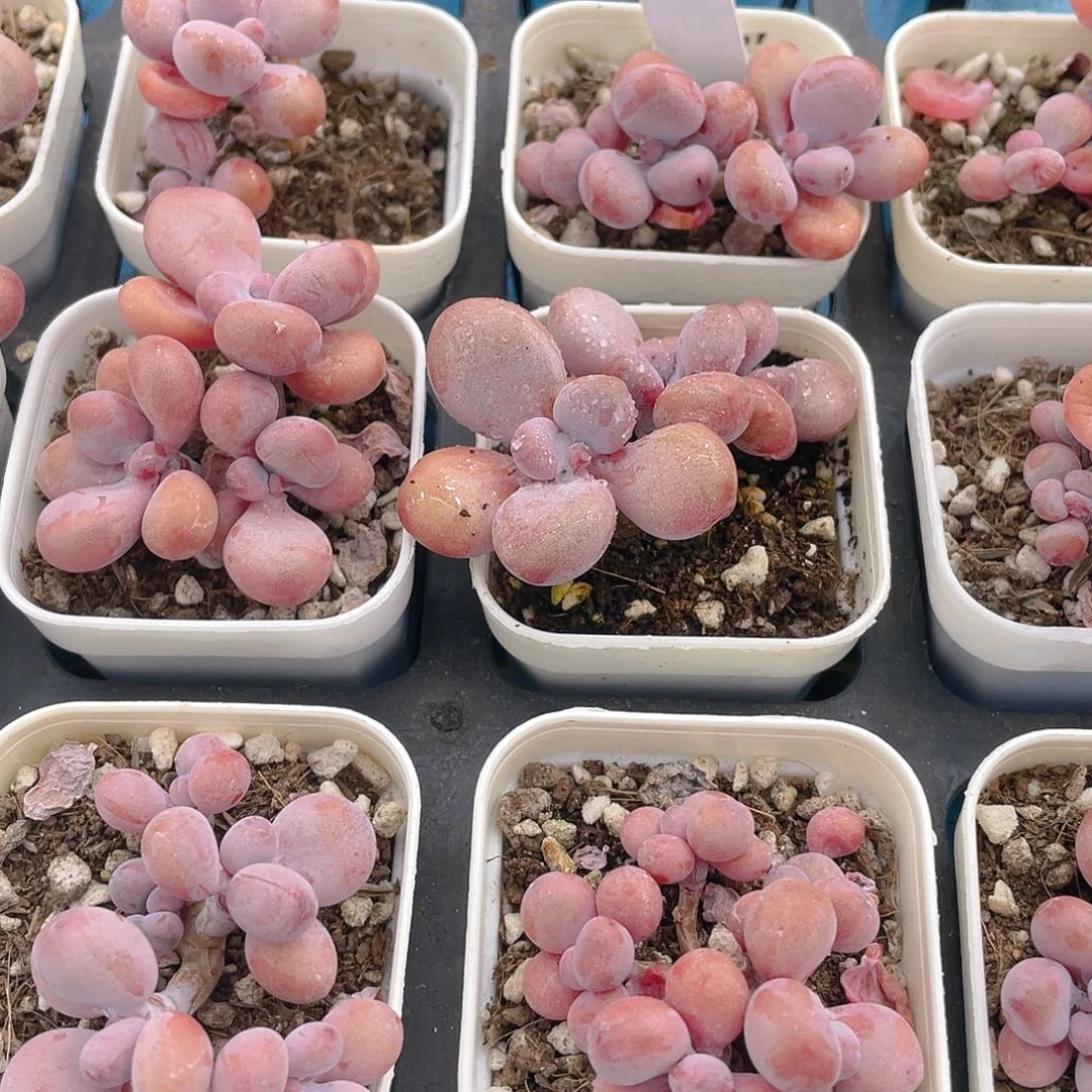 H435  尾货丸叶桃蛋两个