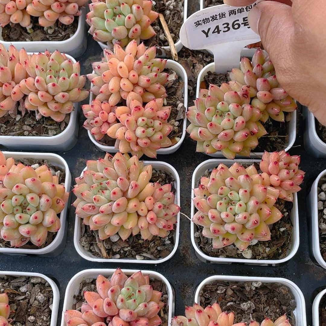 Y436-精品小胖丁双头一个