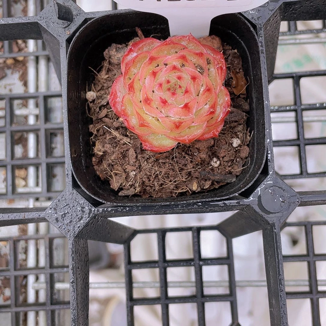 Y1202-精品微光珍妮一个