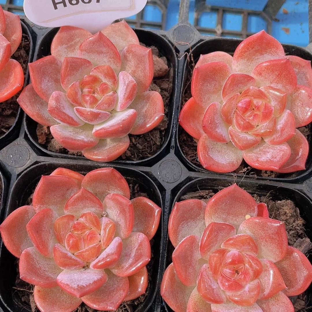 H667  糖心雪芙绒单头 买一送一