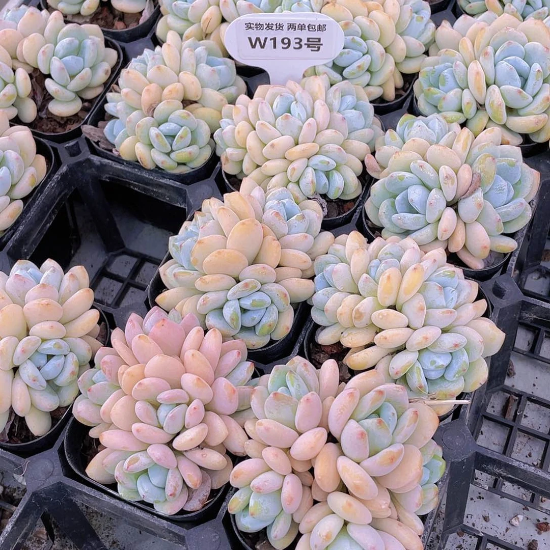 W193号 全状态丸叶冷香大群三个