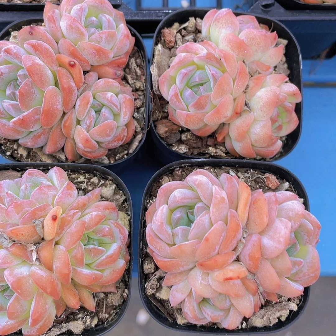 量拍8  精品白冰群一个