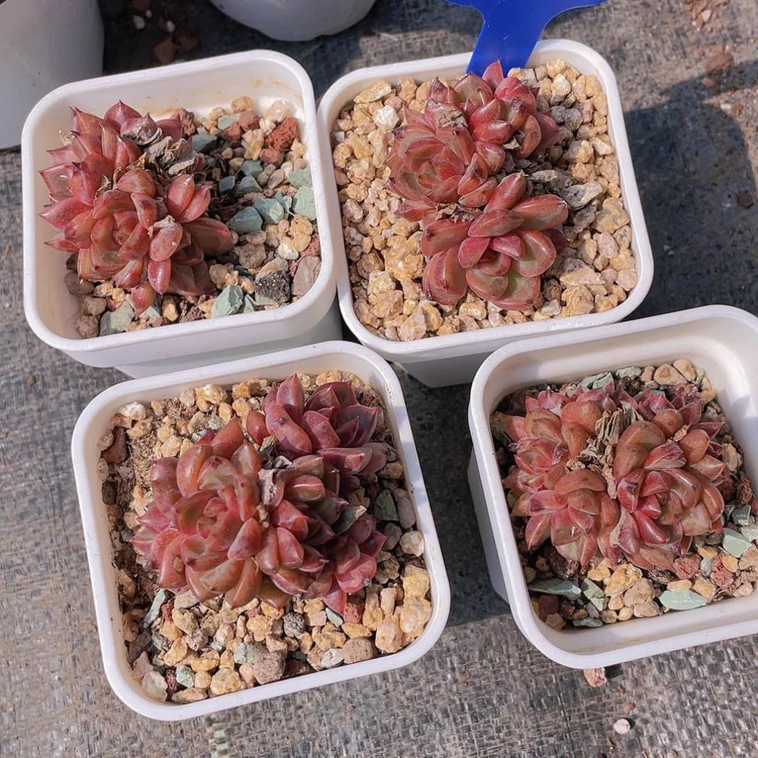 Y470-精品紫薇朵朵缀一个