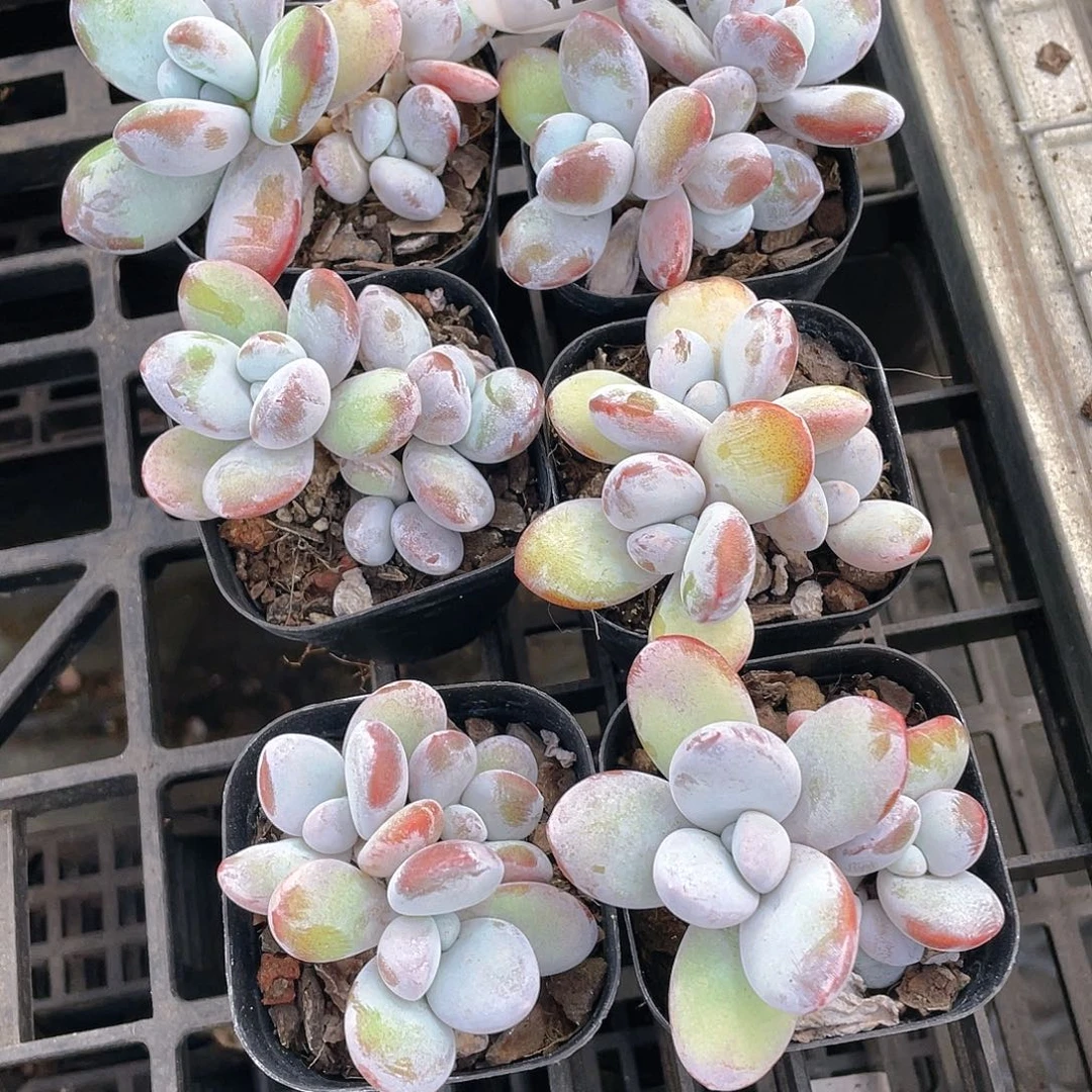 Y243-精品雪美人群一个