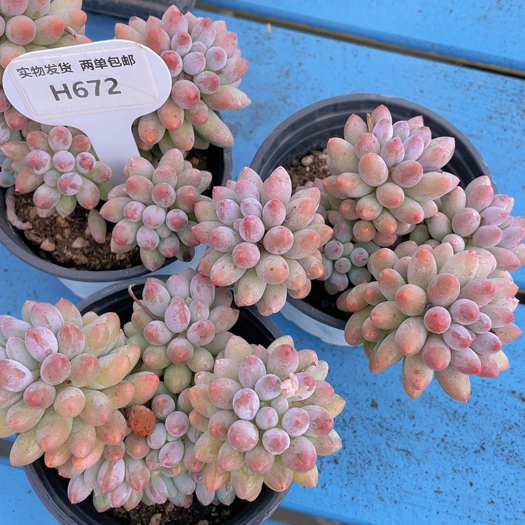 H672  w精品婴儿手指老桩群一个