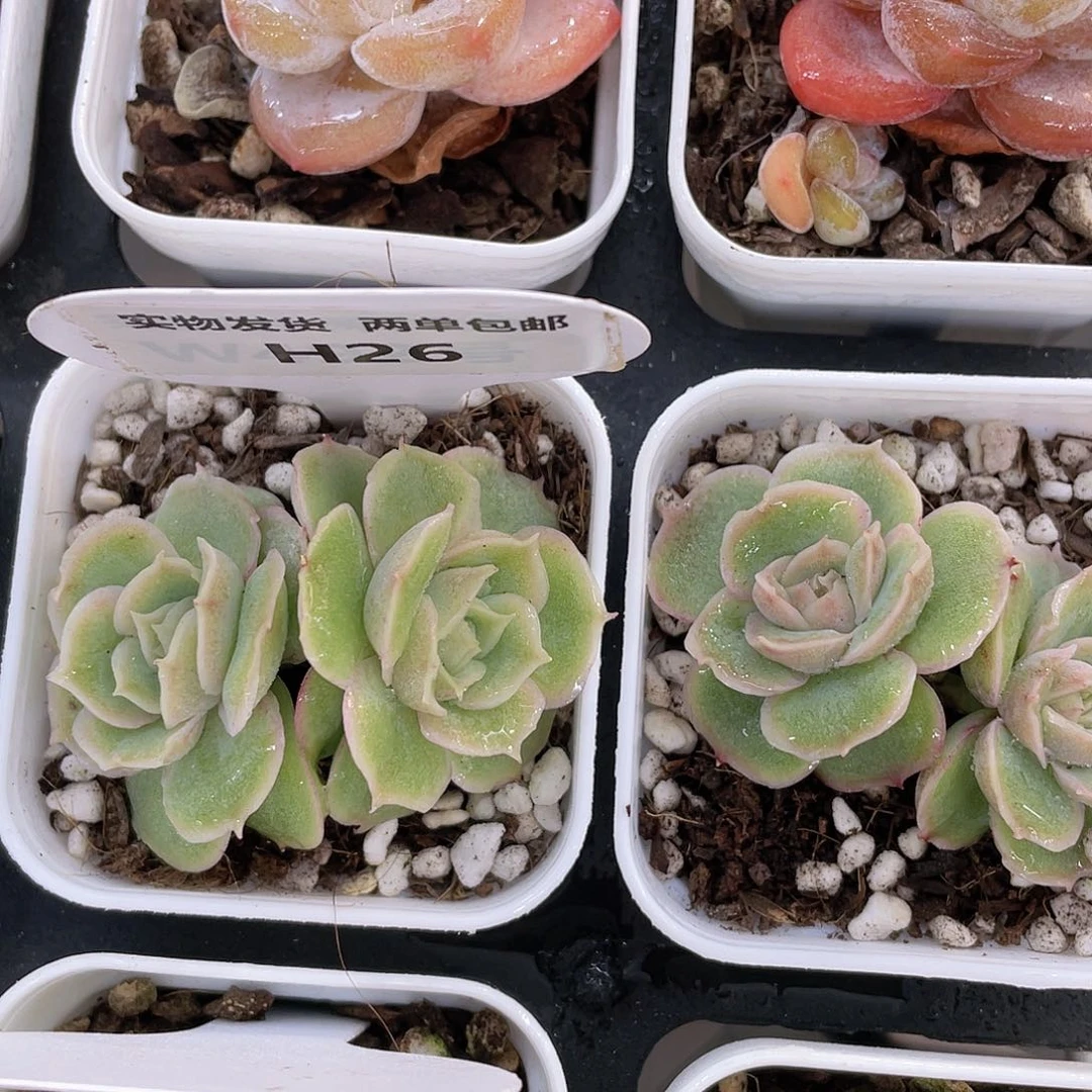 H26  全状态水晶虾饺双头一个