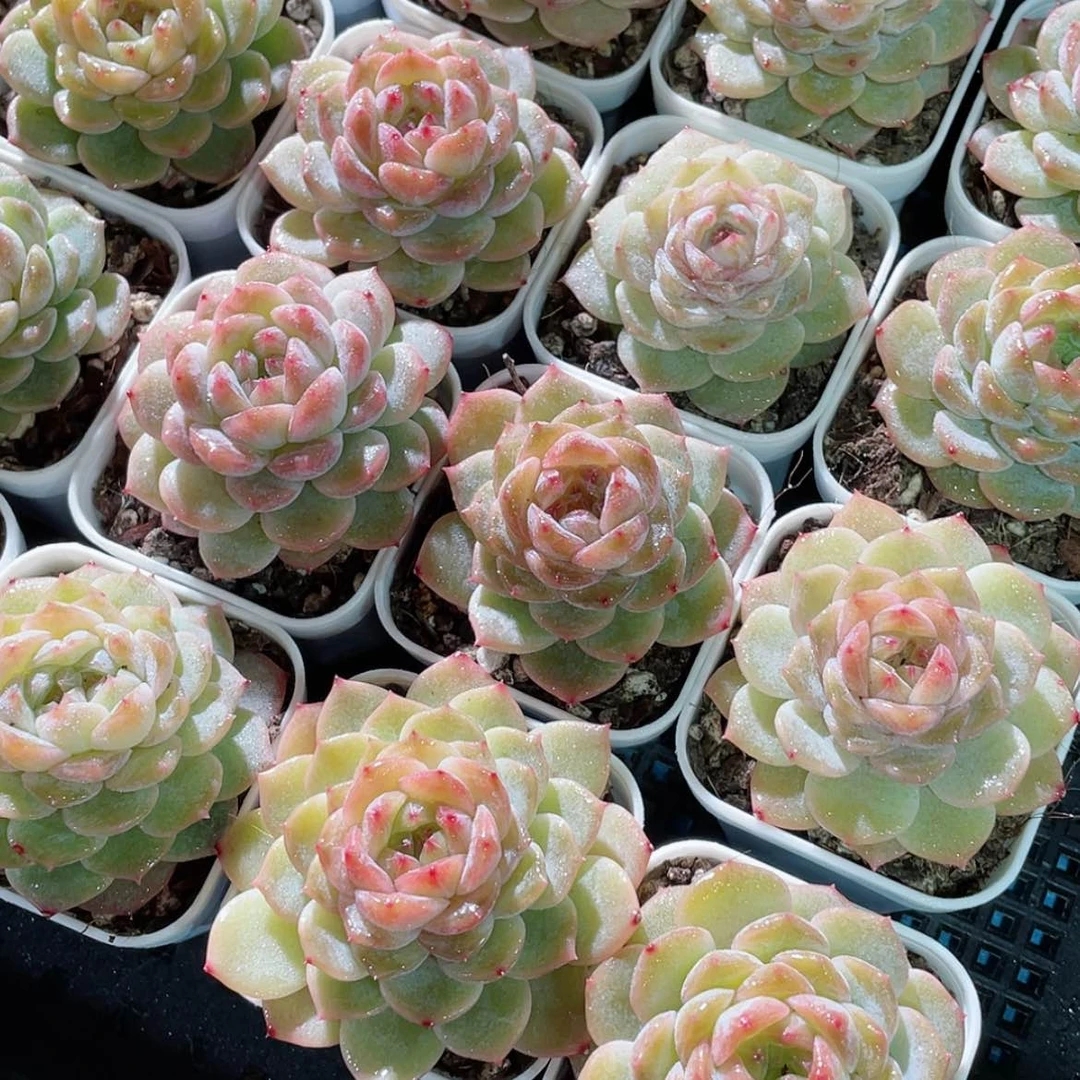 【闪购商品】量拍66号 珍妮冰宝宝