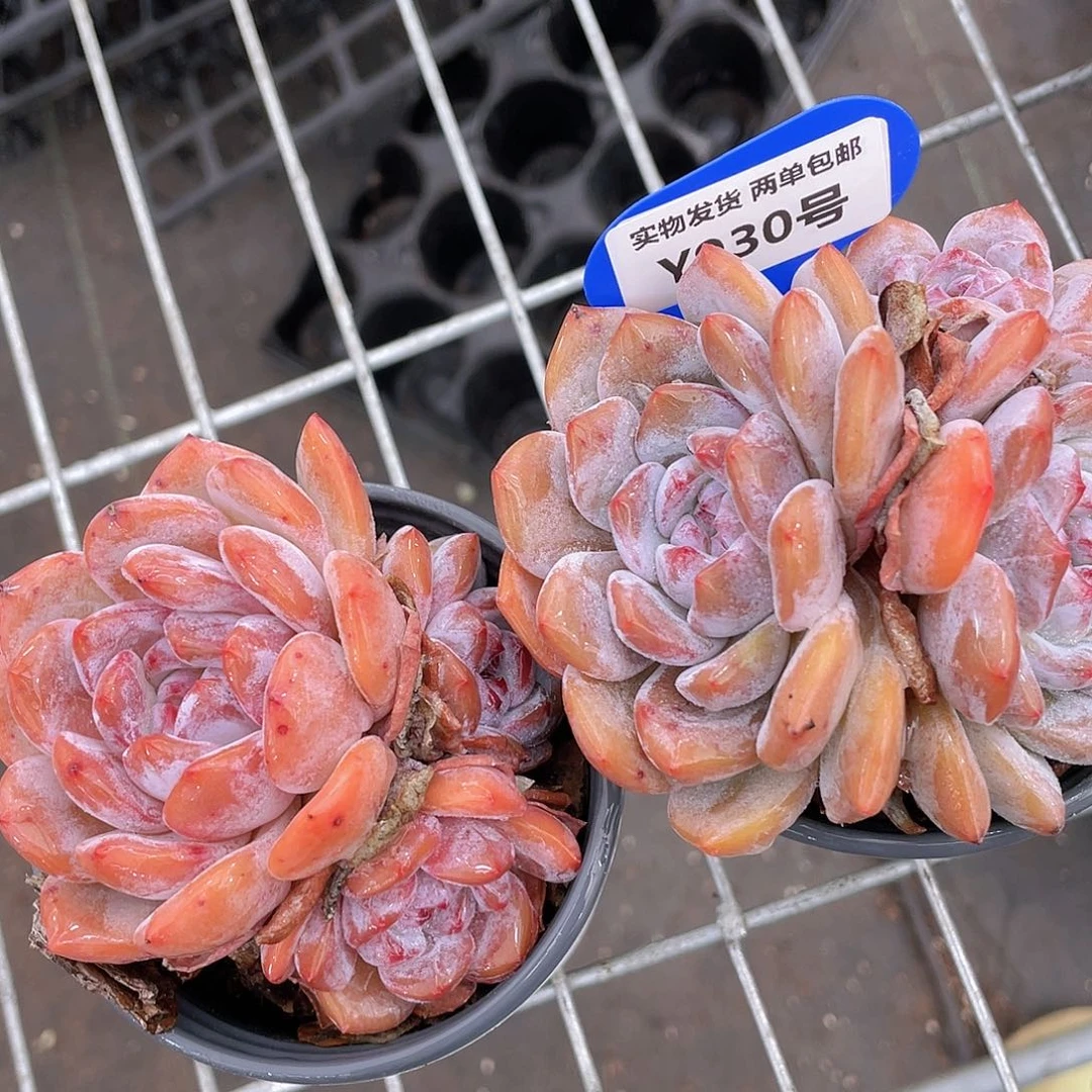 Y930-精品母本多头石榴籽星影一个
