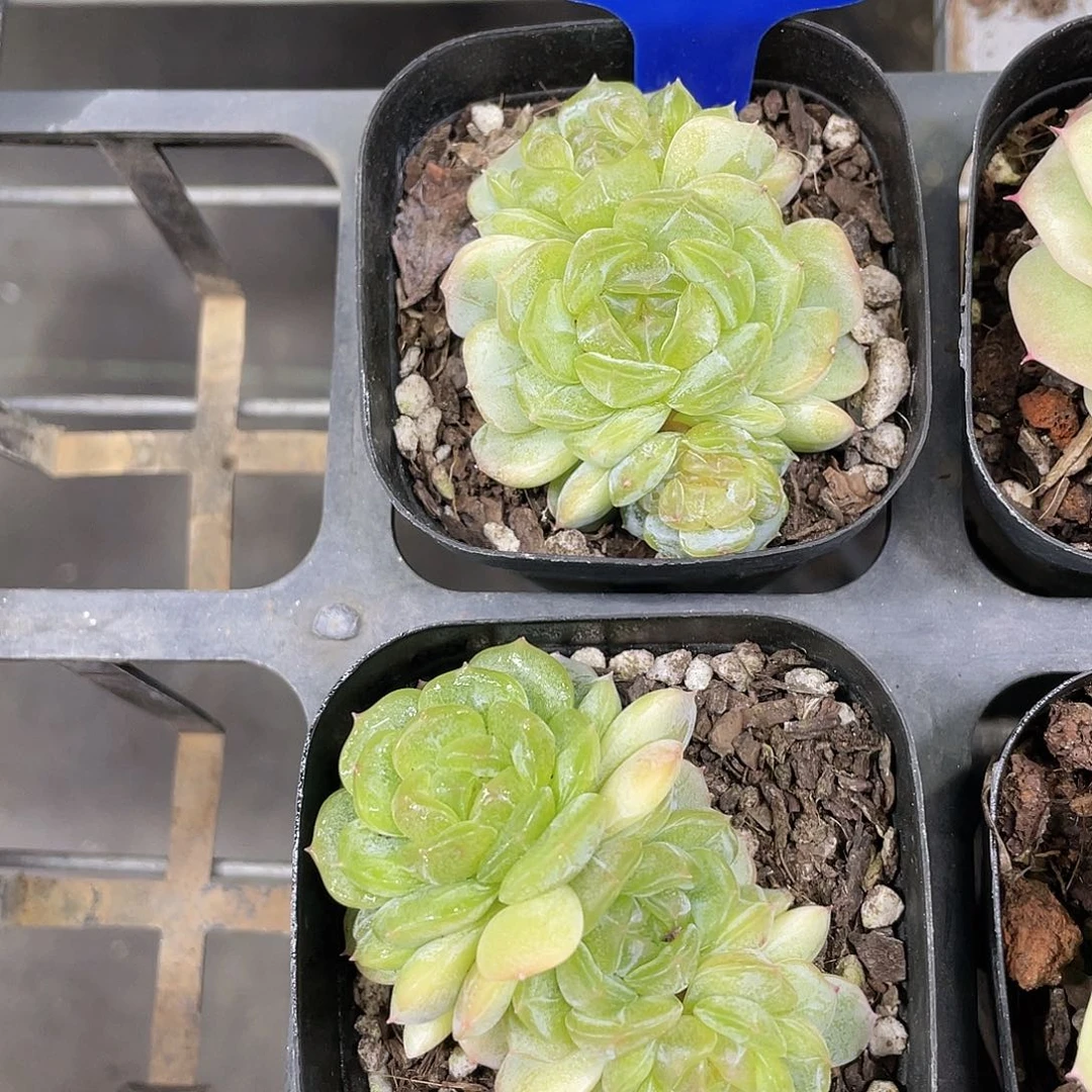 Y114-精品母本白恋一个