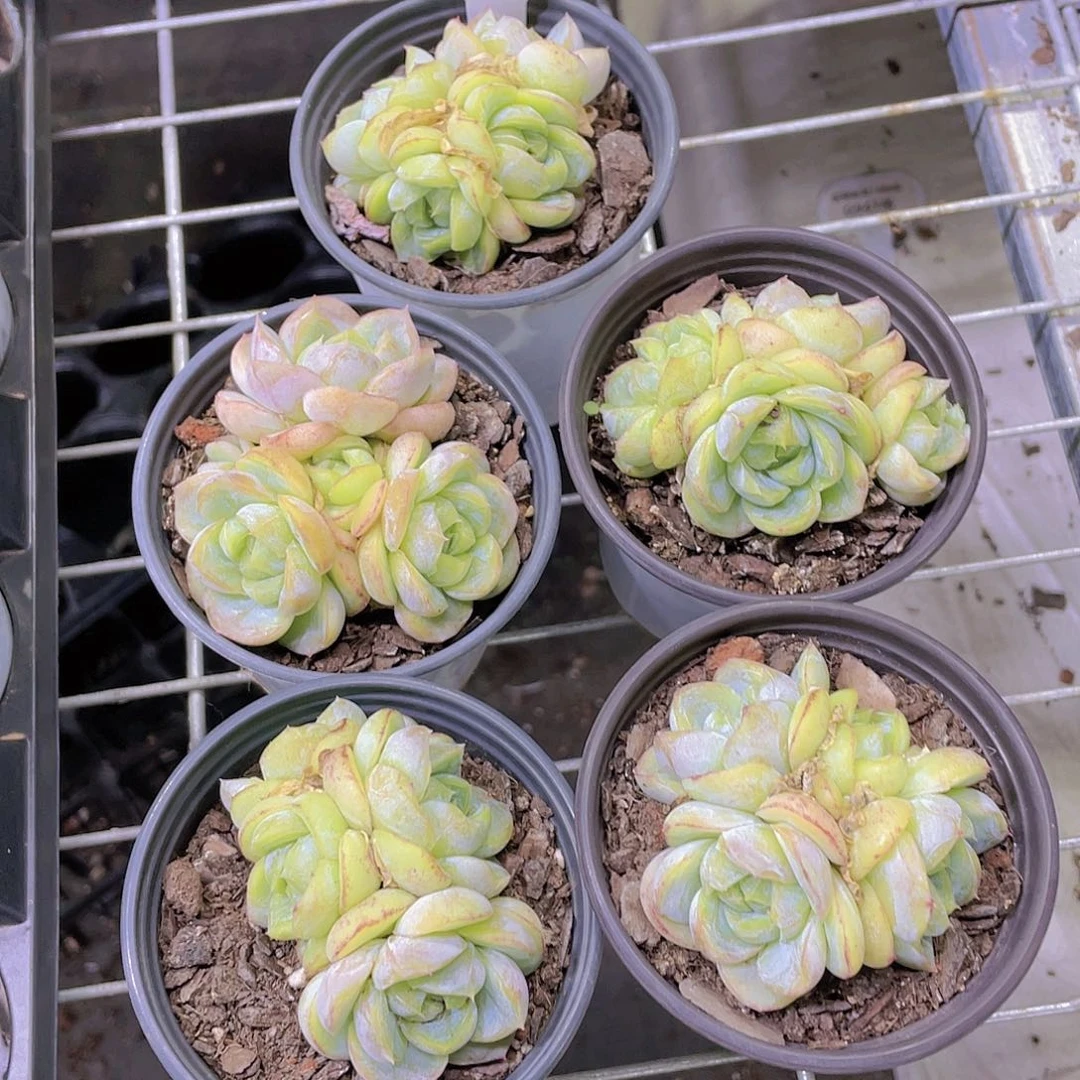 P655号 精品糖心珍妮胖虎四头群