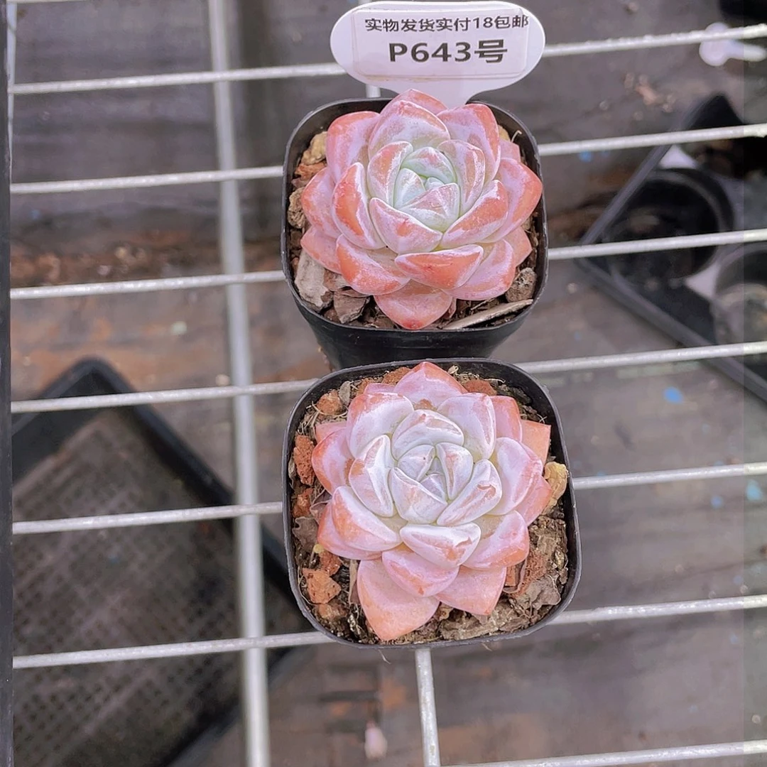 P643 号 精品大白兔