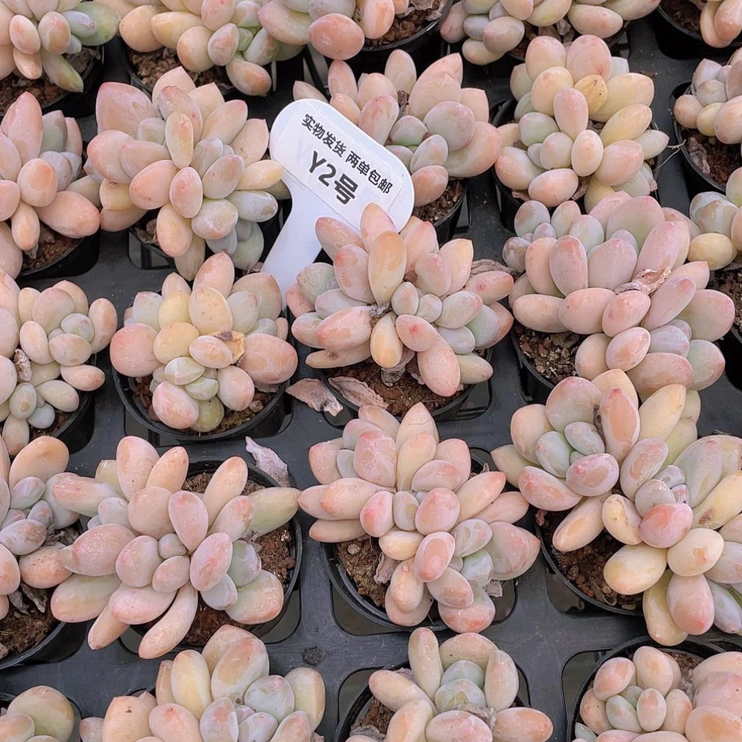 Y2-全状态老桩果冻奶油香水群买一送一