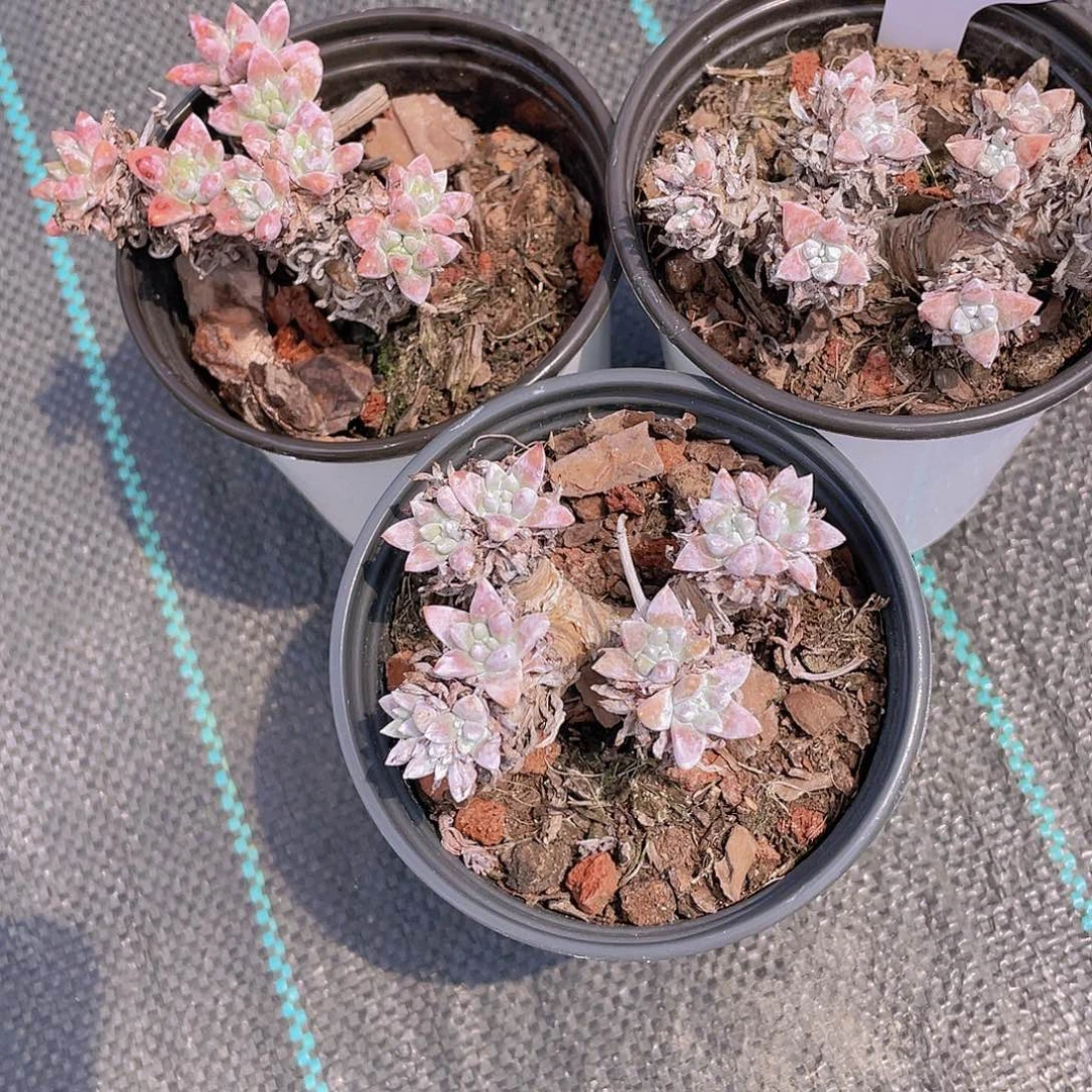 W386号 六年韩货白菊多头一个