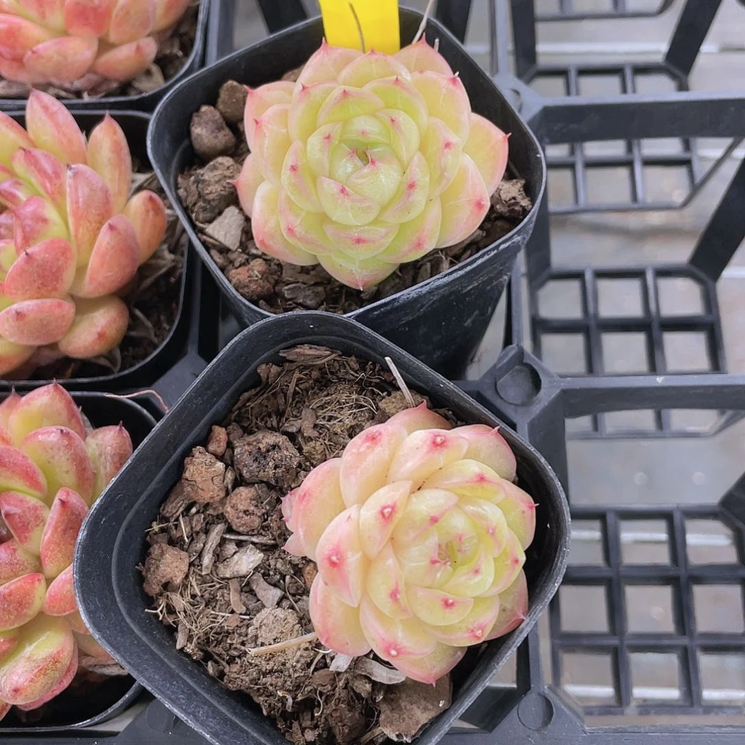 W832号 黄金包子麦秆两个