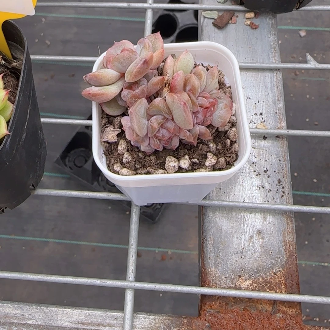 红色恋人缀化一个