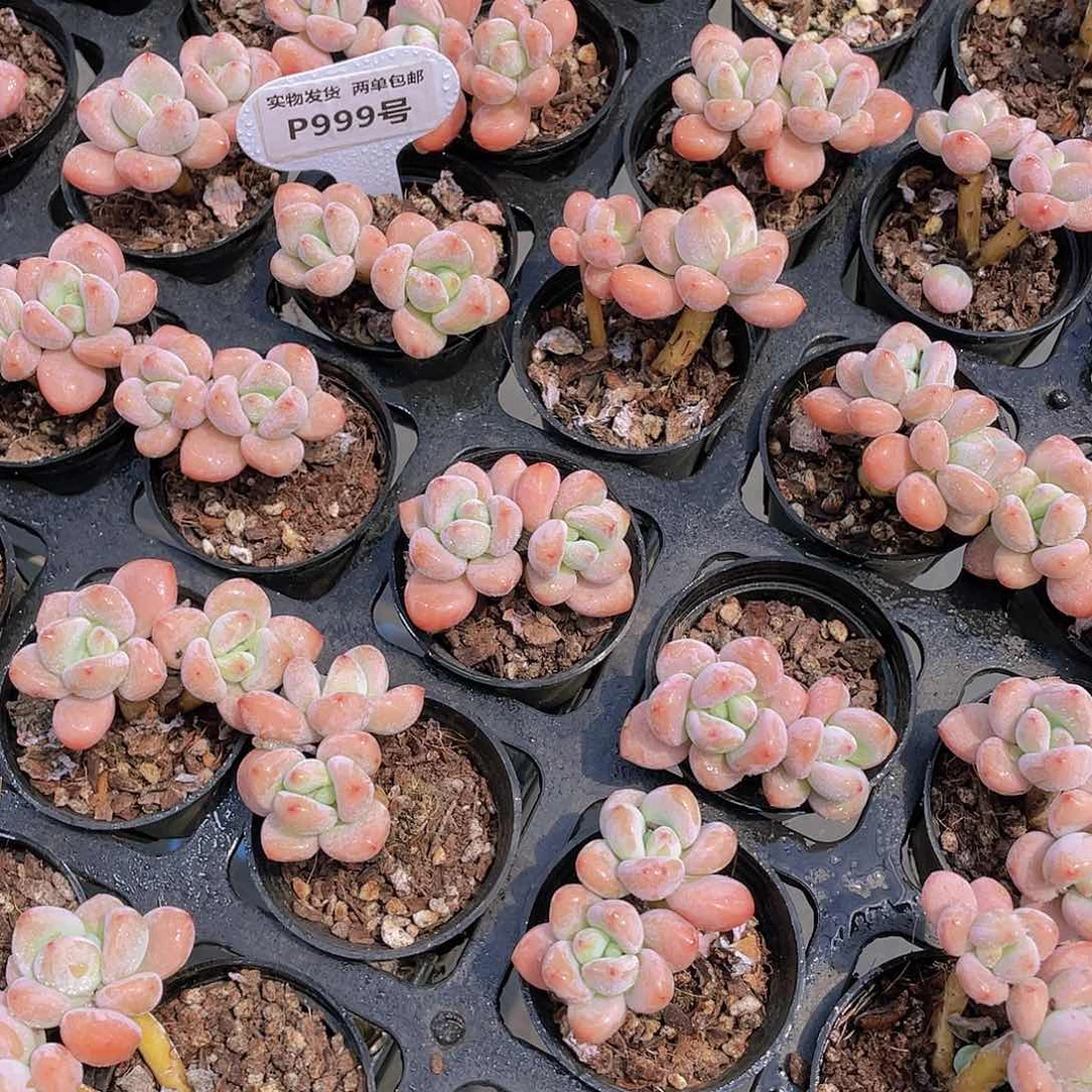 P999-全状态精控老桩小洛神双头三个