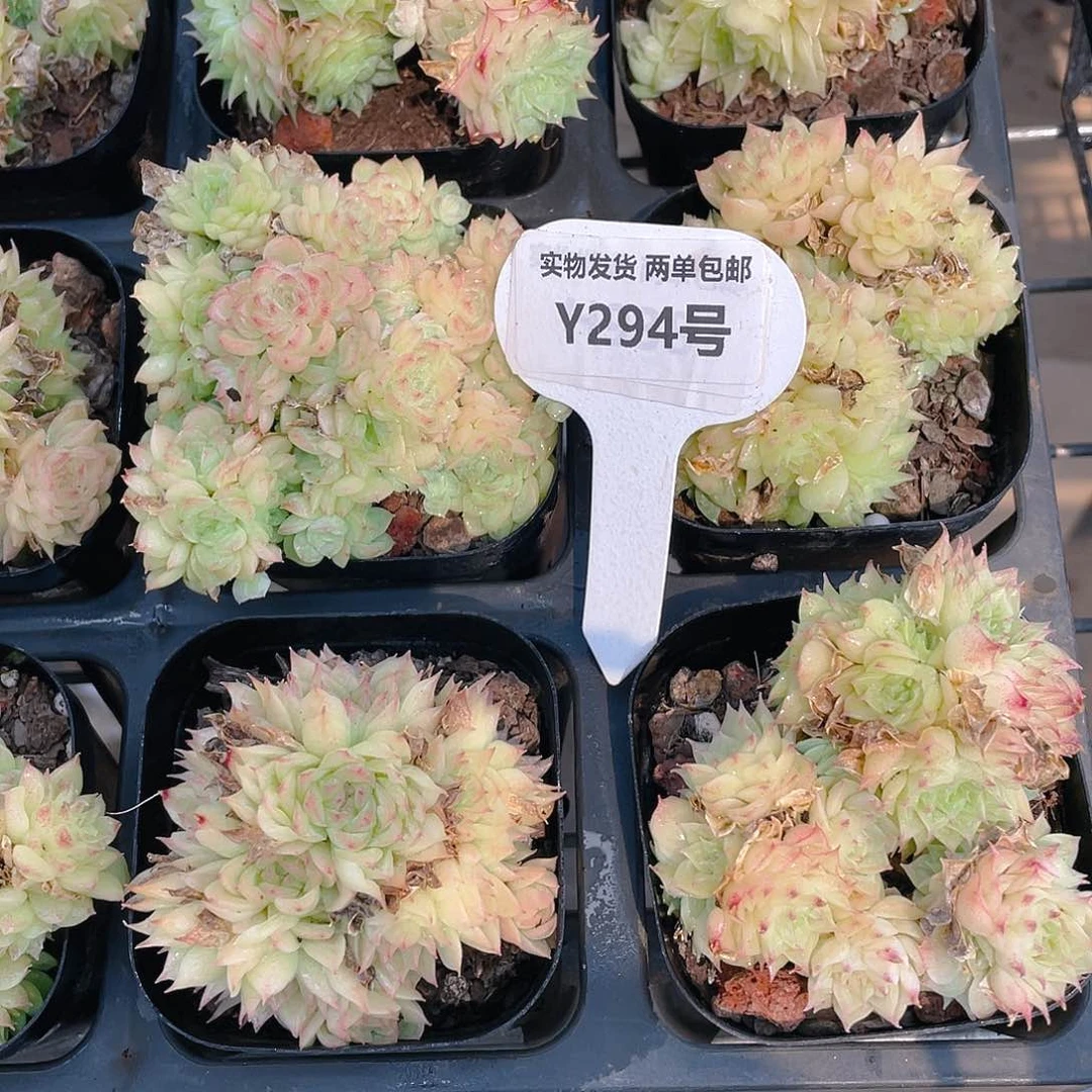 Y294-精品珍妮麦秆群两个
