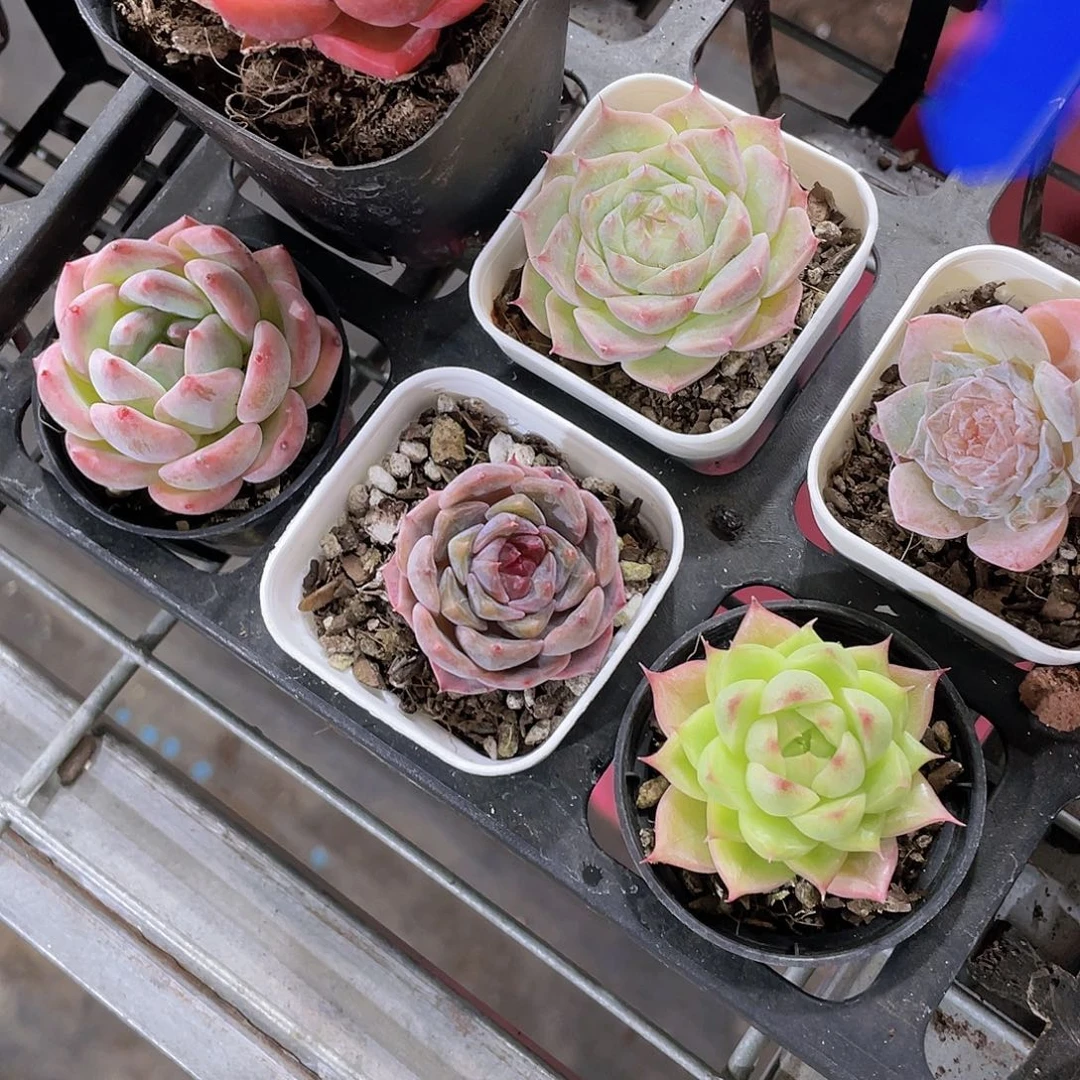 Y195-下播福利精品美肉六个