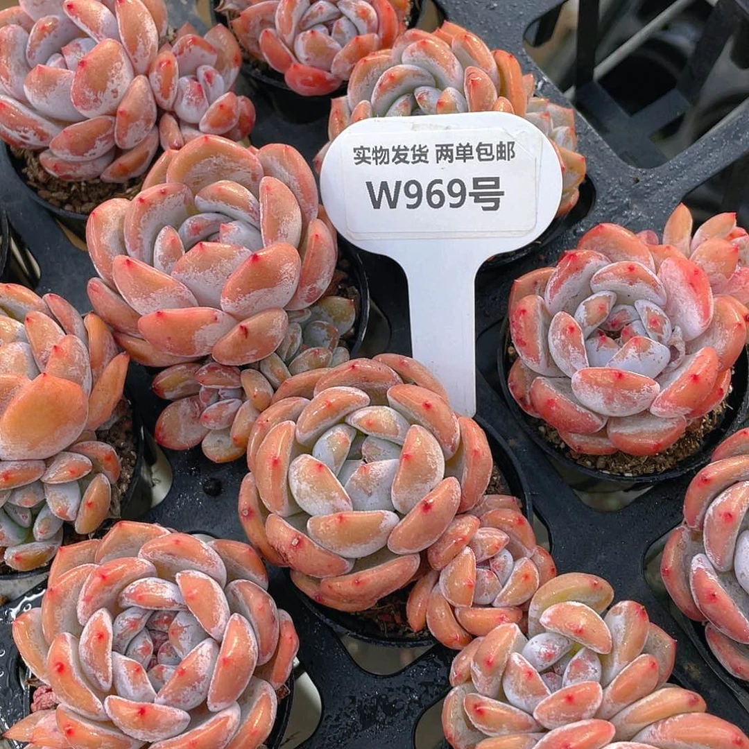 W969号 韩货包包橙双头两个