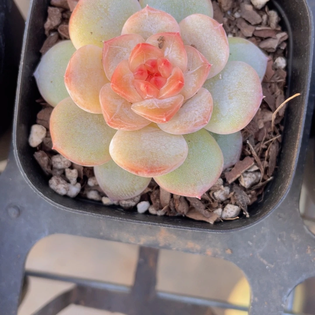 Y909-精品钻石玉雪单头一个