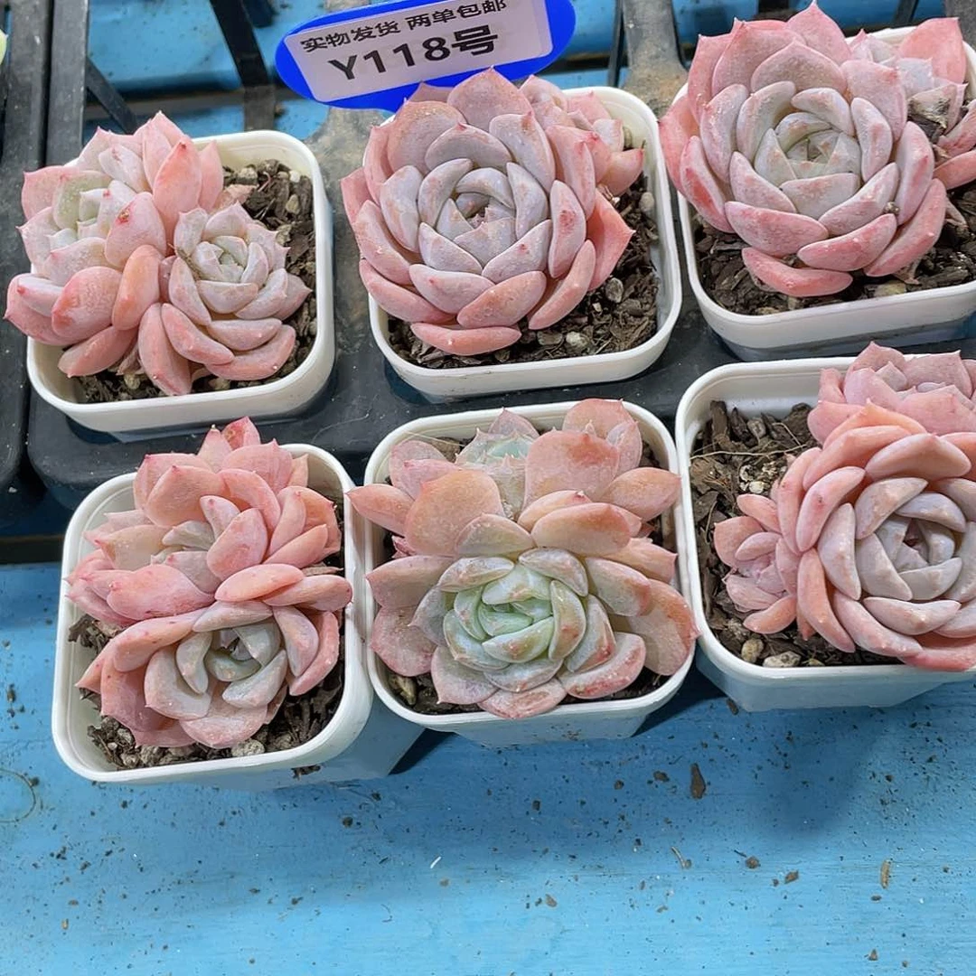 Y118-精品奶油梦境双头两个