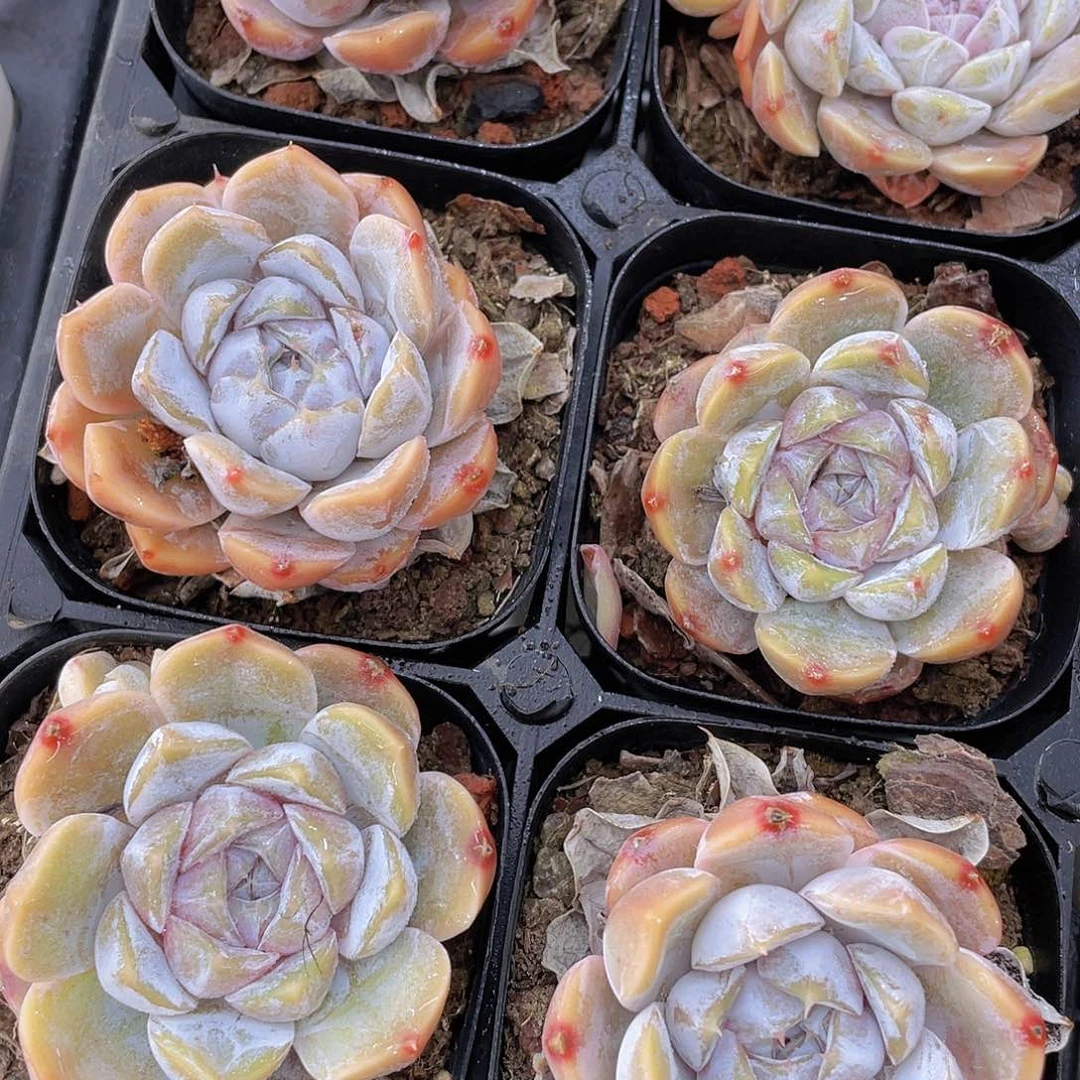 H274  全状态糖心汉堡两个