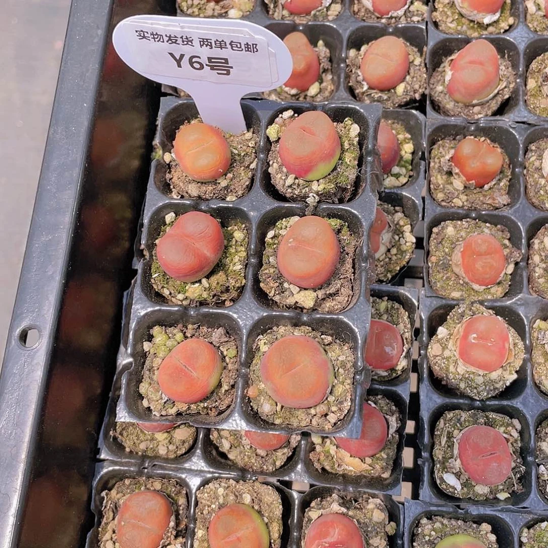Y6-全状态五年精品毛汗尼6个