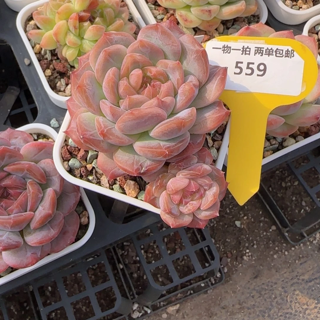 559号 大粉糖心新品