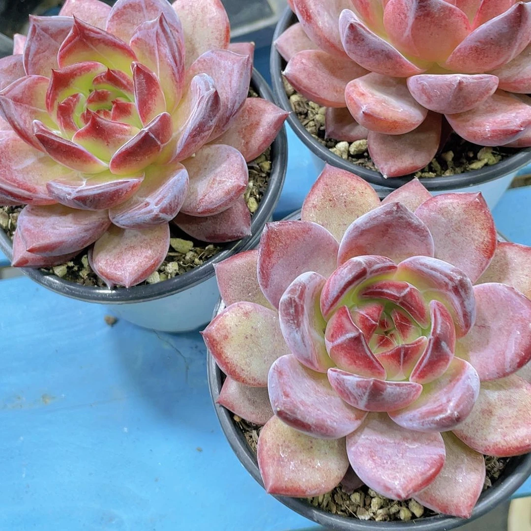 Y1141-精品大母本夜魔侠单头一个