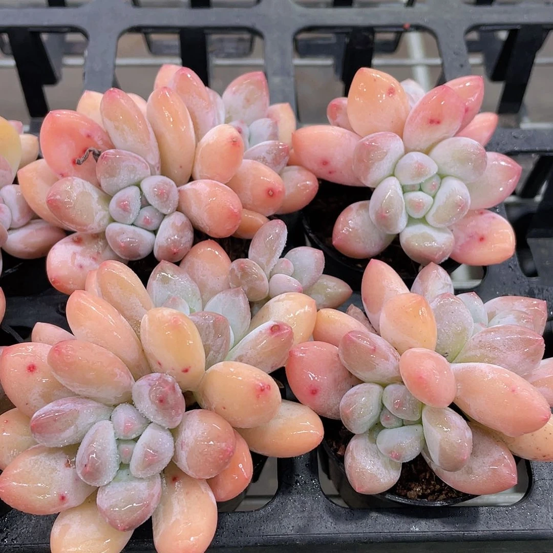 H45  全状态奶油香水双头两个