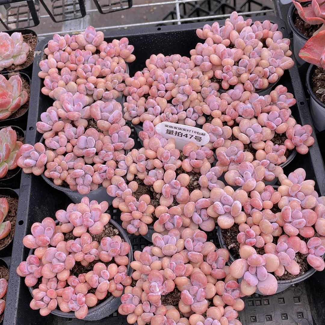 量拍47号 丸叶粉桃蛋拼盘十头起