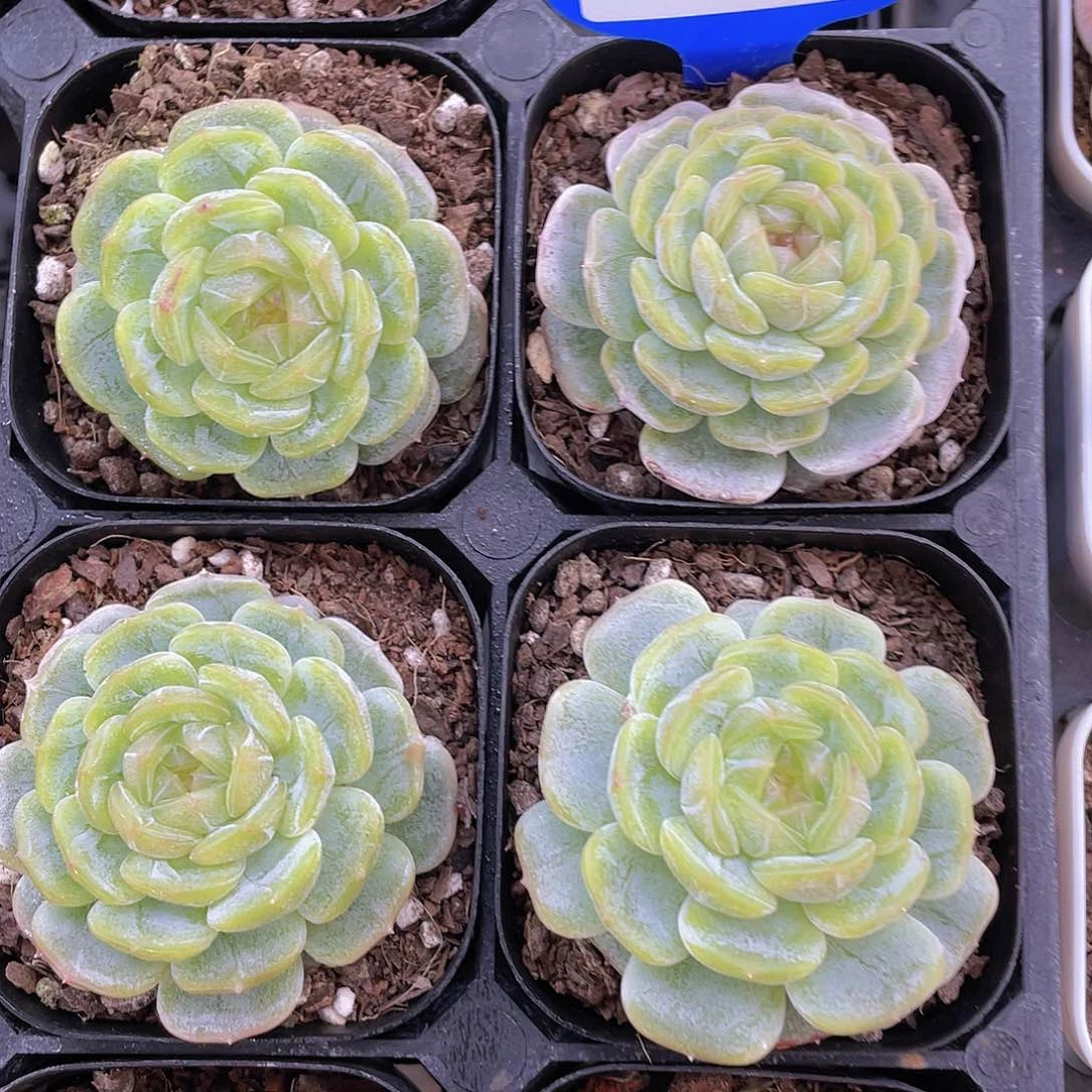 Y573-精品糖心母本白恋单头一个