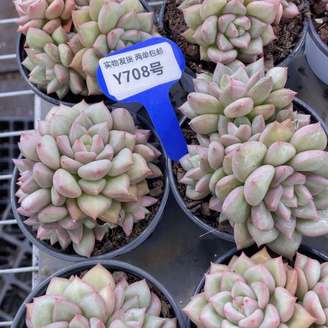 Y708-精品母本黄金象牙群一个