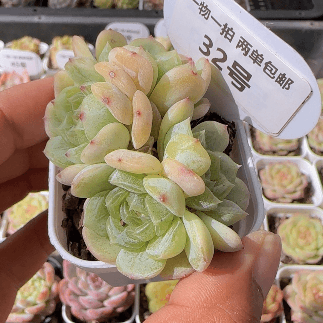 一物一拍32号 全状态珍妮白恋四头