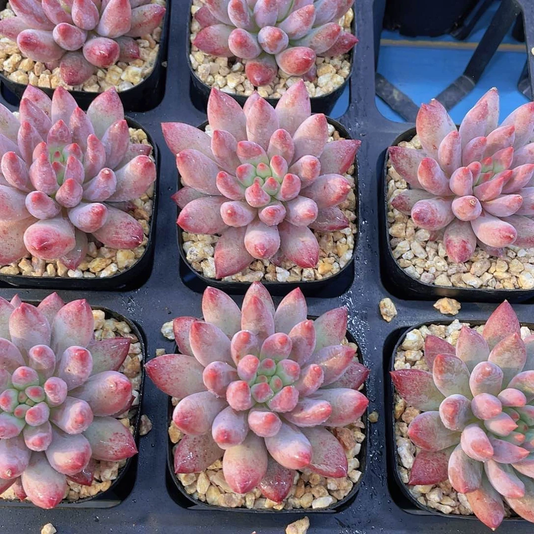 量拍13  全状态精品车厘子单头