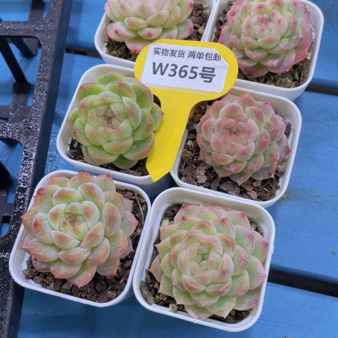 W365号 奶油白桃汽水单头一个