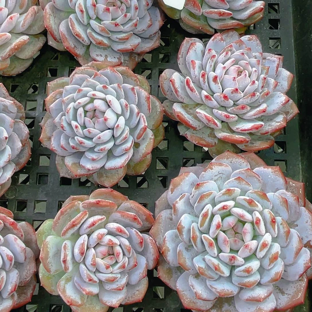 H307  全状态星星橙单头一个