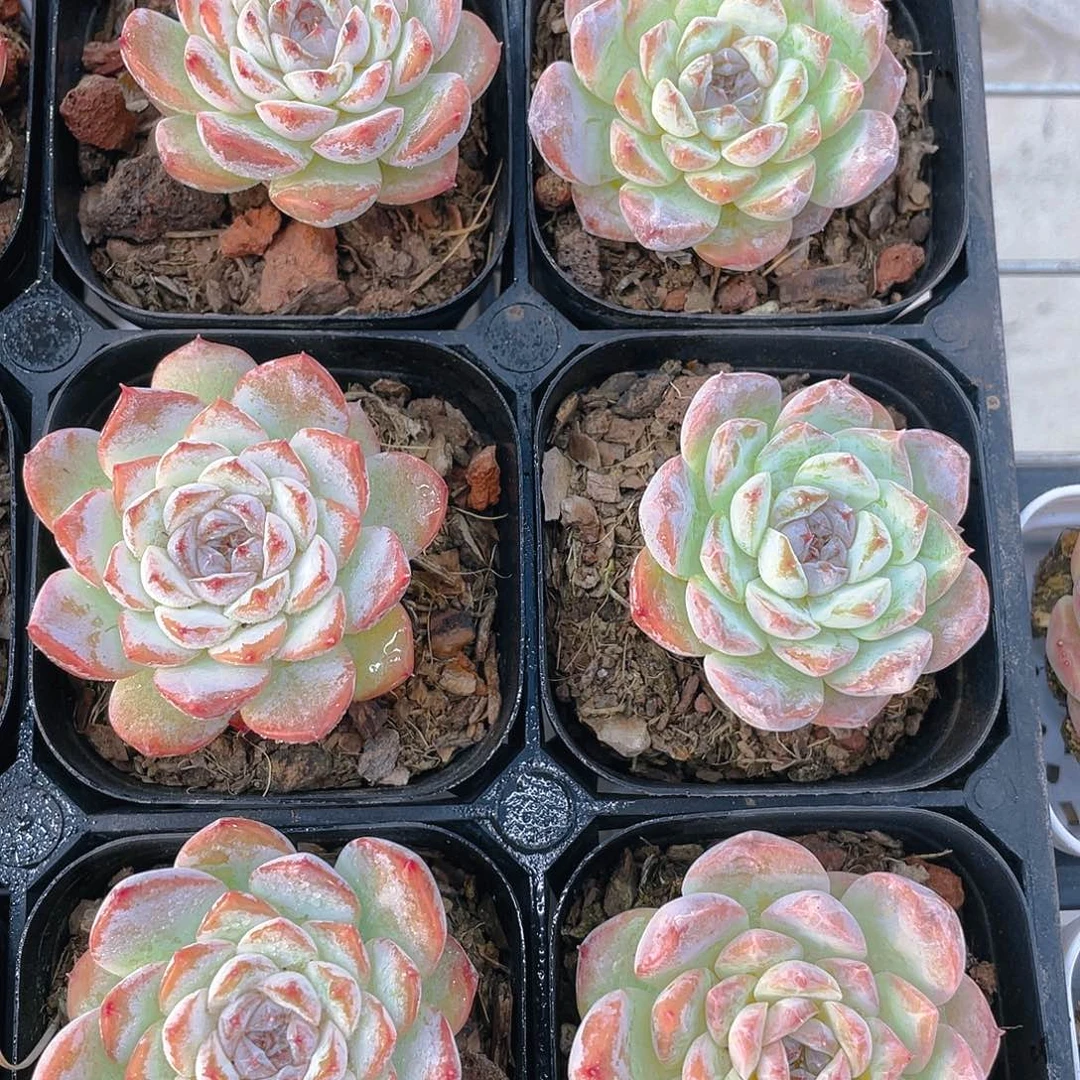 H302  绿透珍妮糖心单头 买一送一