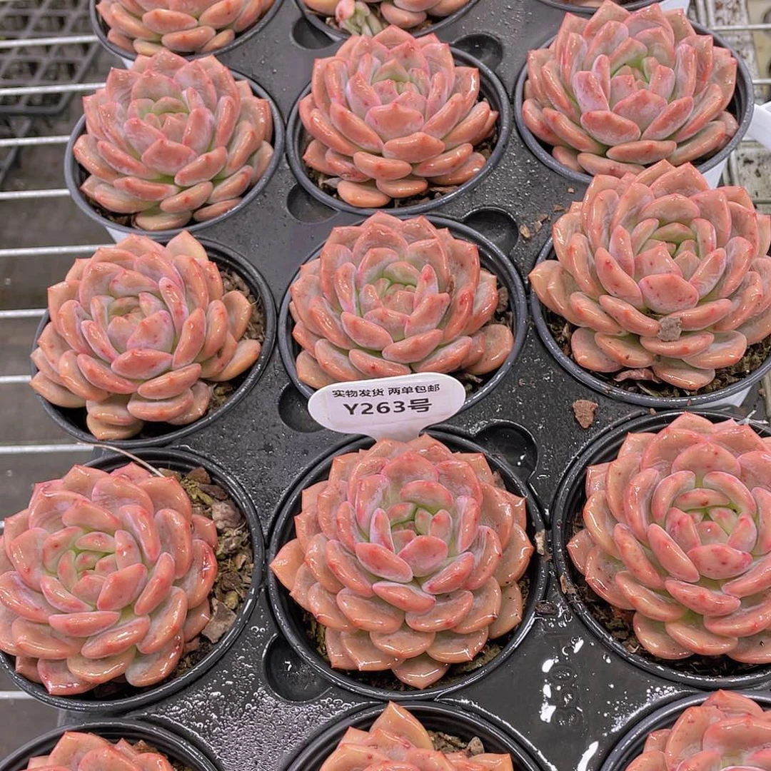 Y263-全状态母本凌雪买一送一