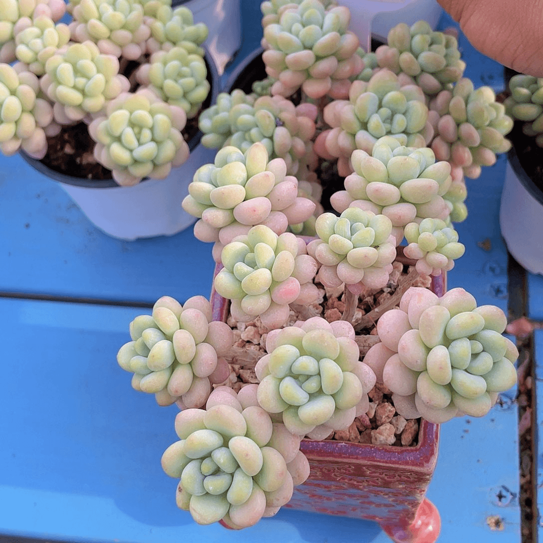 量拍4号 W丸叶洛可可捧花群