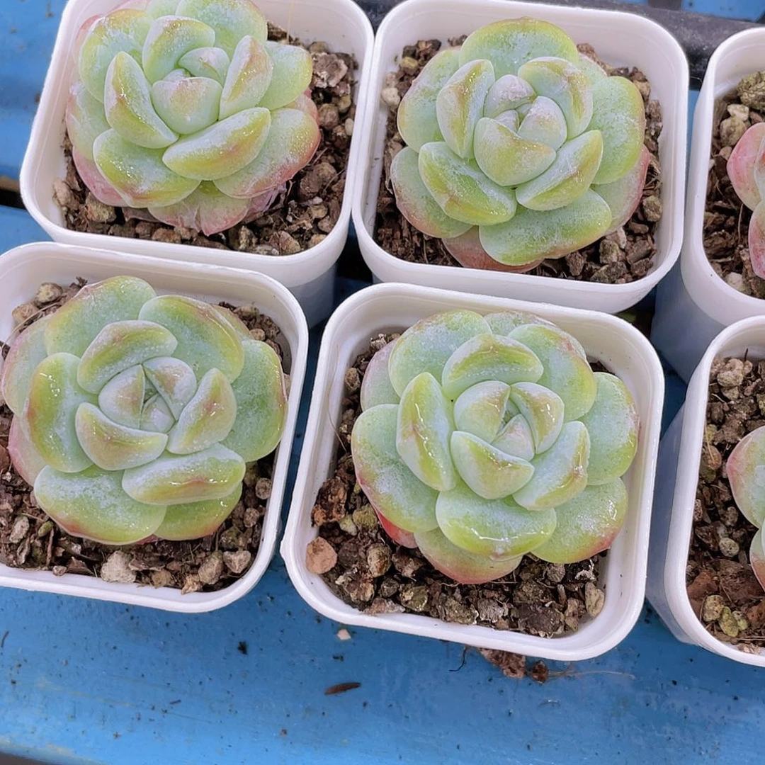 H869  奶油珍妮钻石冰玉单头3颗