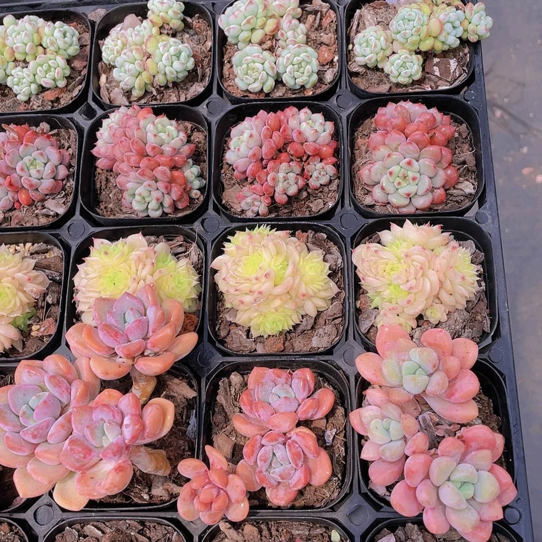 Y400-全状态贵货福利组合五个