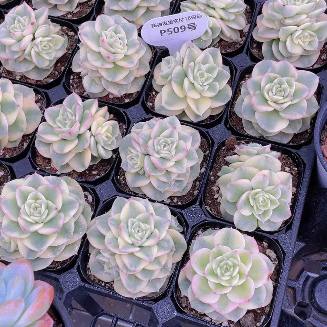 P509号 精品腊牡丹锦