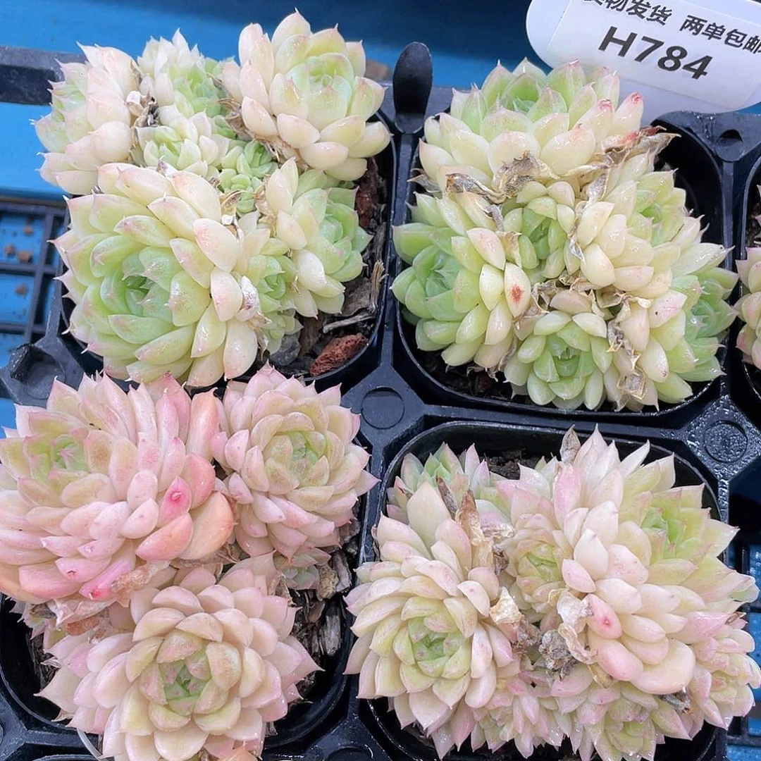 H784  清新珍妮麦秆群一个