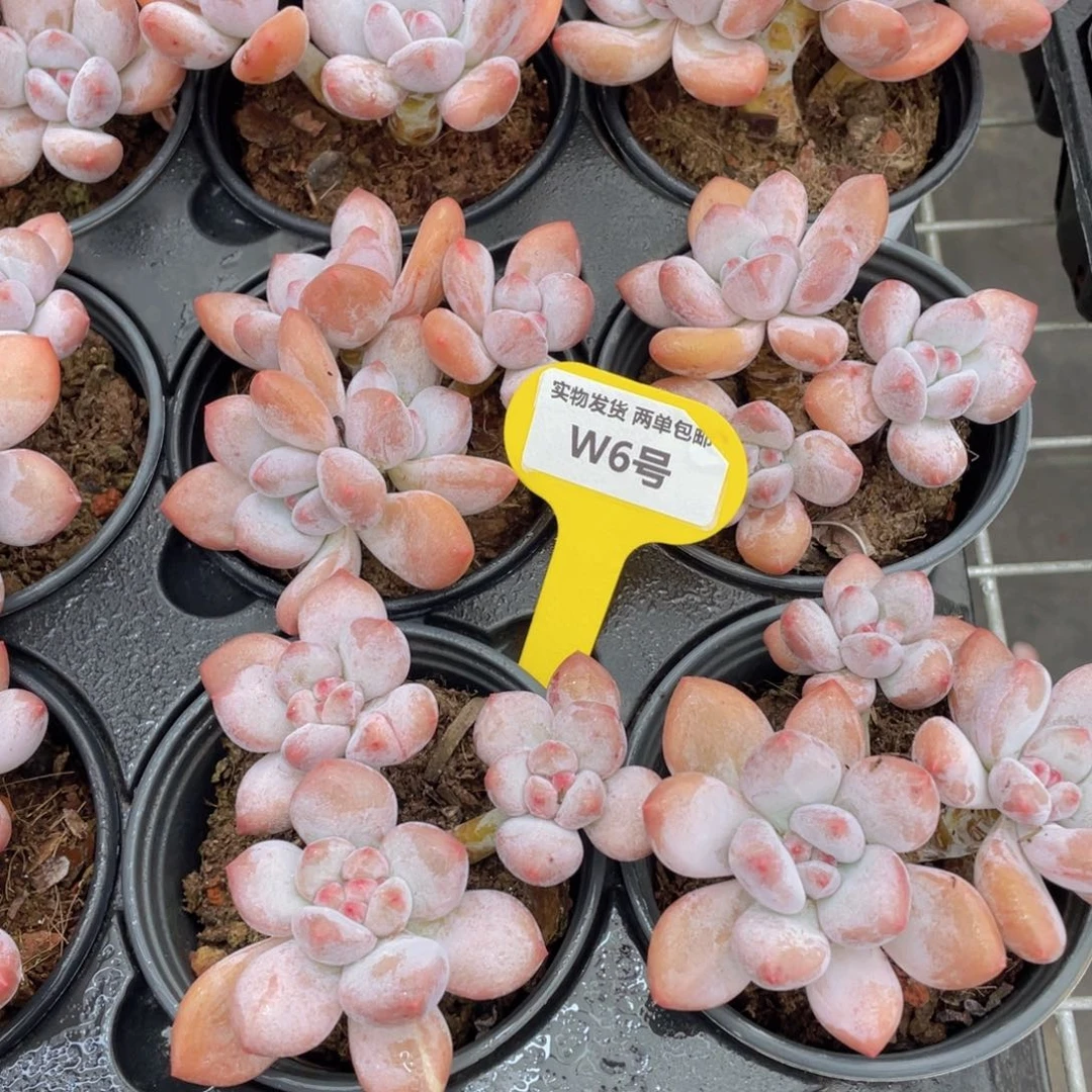 W6号 奶油老桩香水多头群一个