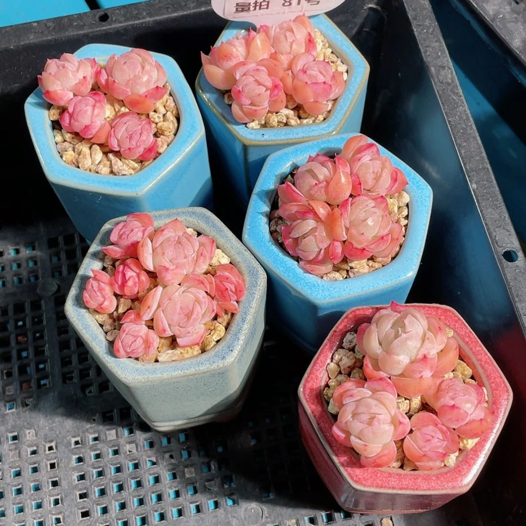 【闪购商品】量拍81号 全状态胭脂贝瑞三个