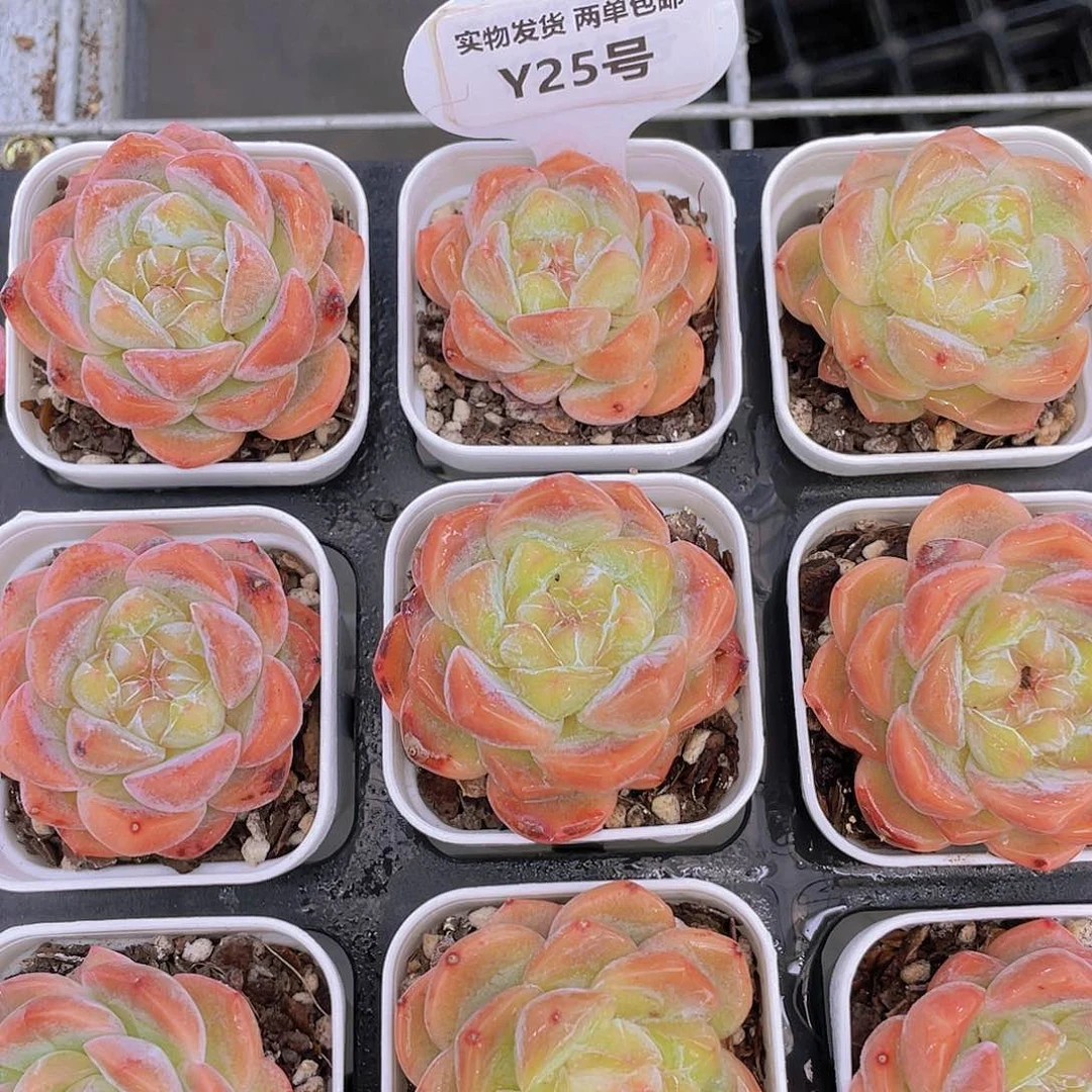 Y25-全状态精品糖心刚毅一个