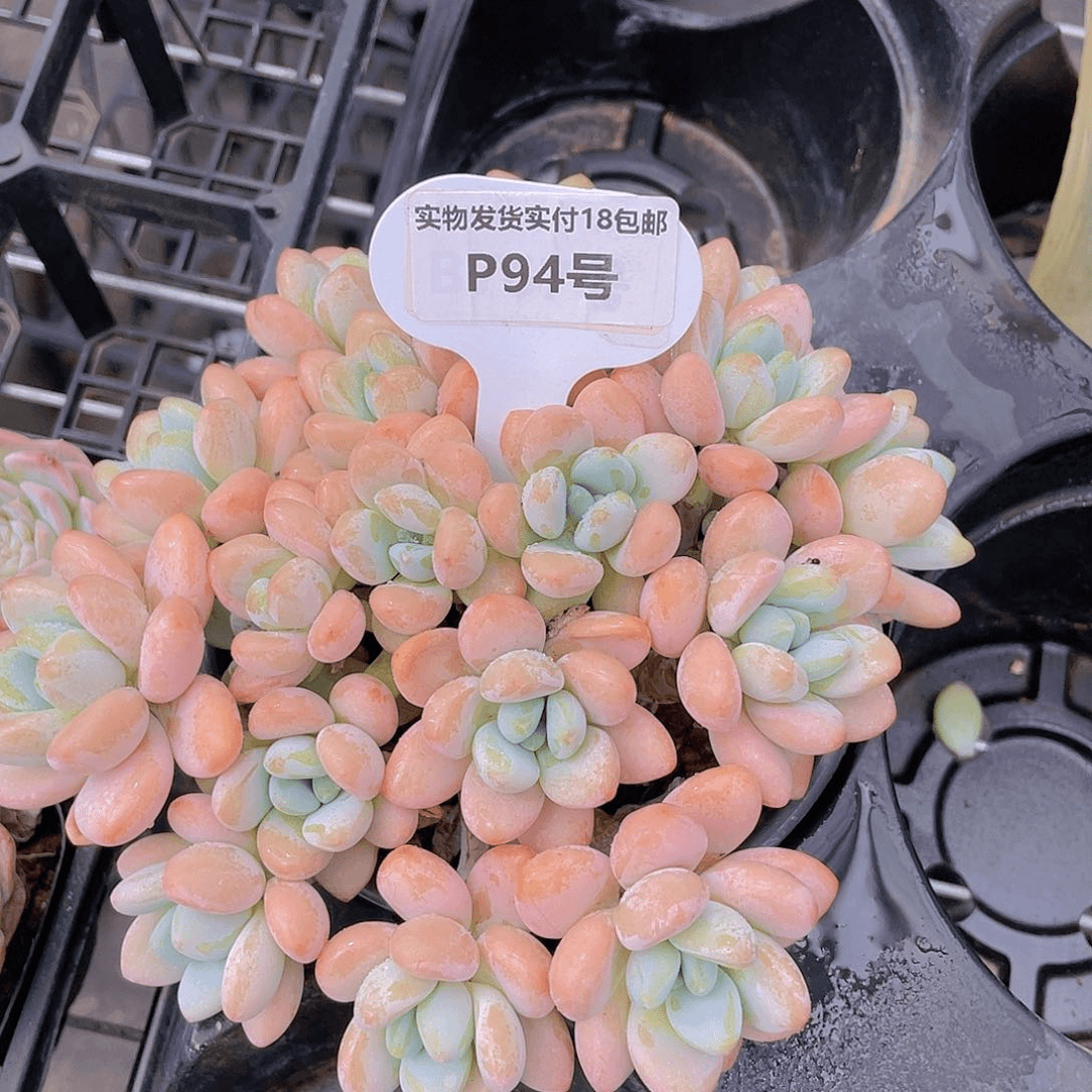 P94  捧花洛神群老桩